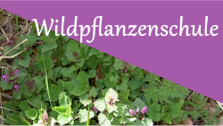 Wildpflanzenschule Naturunterricht